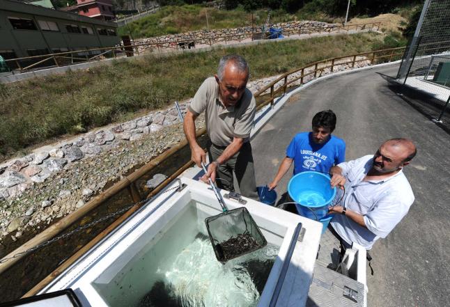 Los pescadores recuperan la vida piscícola de los ríos Morcín y Riosa 